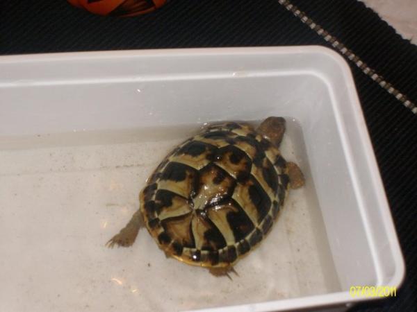 Image 4 of Male marginated Tortoise