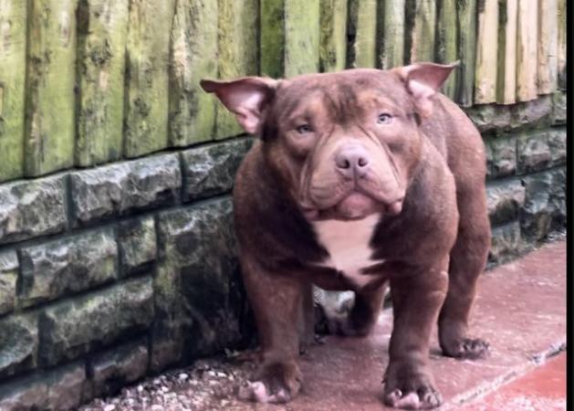 Image 1 of Beautiful pocket bully available to loving home