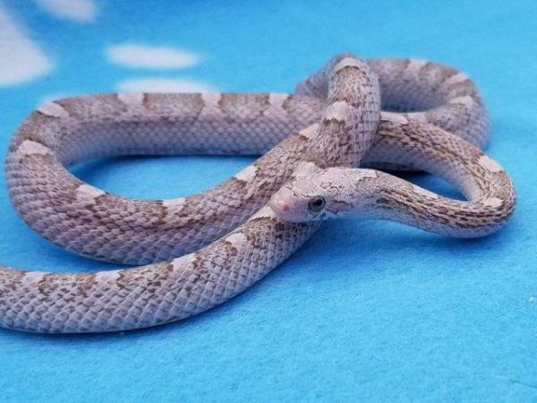 Image 2 of FOR SALE - 2022 Corn Snakes ultramel diffused granite pied