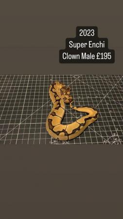 Image 2 of Various Pied Royal Ball Python Snake