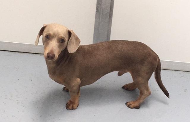 Image 1 of Miniature Dachshund at Stud. Lilac and tan.