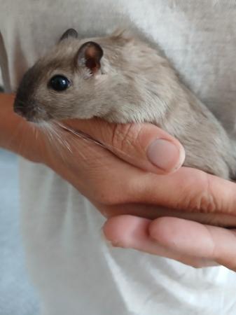 Image 5 of 2 male 6 month old gerbils with full set up