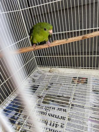 Image 5 of Male green linolated parakeet available