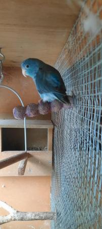 Image 3 of Female Parrotlet for sale