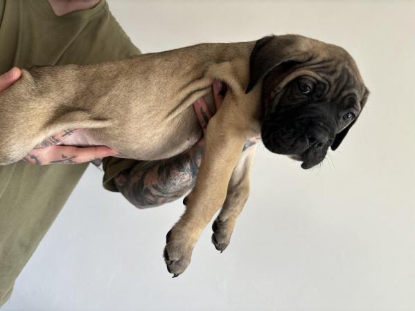 Image 10 of Litter of 12 Cane Corso Puppies