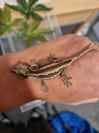 Image 7 of Gargoyle gecko babies available