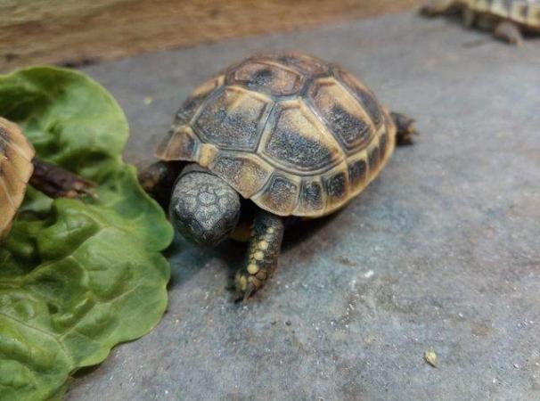 Image 4 of Marginated Tortoise hatchlings for sale