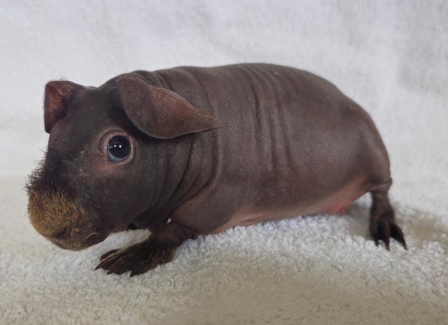 Preview of the first image of Beautiful skinny pig baby girl.
