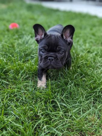 Image 6 of Confident French Bulldog Puppies Ready To Leave 5th June