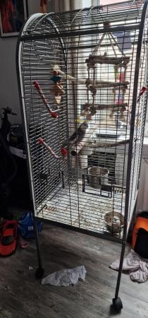 Image 2 of Cockatiel and cage+accessories available