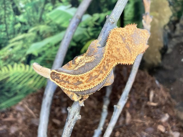 Preview of the first image of Unsexed juvenile orange pinstripe crested gecko.