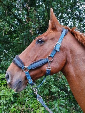 Image 13 of 17hh Irish sports horse gelding for part-loan