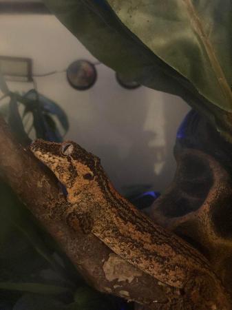 Image 8 of ~2 Year 9 Month Old Orange Striped Gargoyle Gecko + Set Up