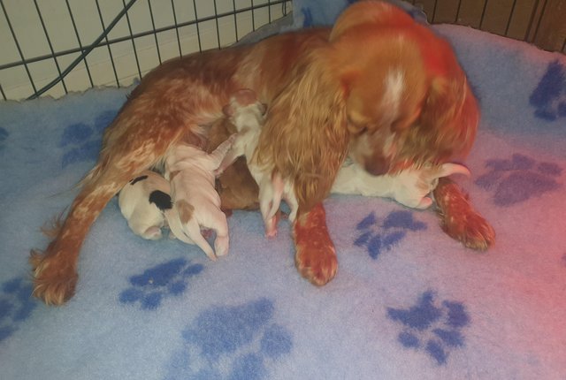 Image 3 of Kc registered Cocker Spaniel puppies