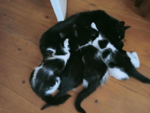 Image 3 of Kittens for sale 3 males 1 female