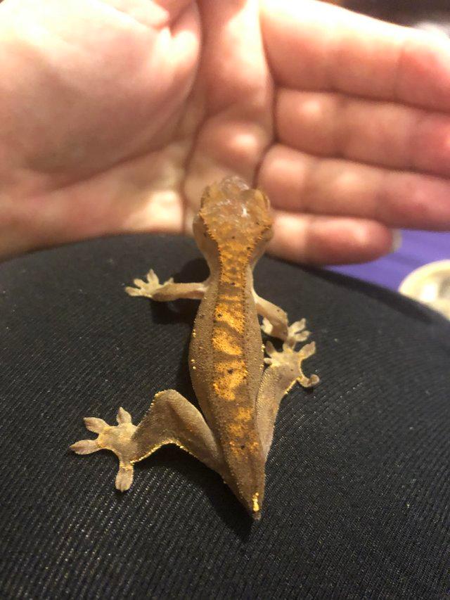 Preview of the first image of CB22 Red Flame Harlequin Crested Gecko- Buckbeak.