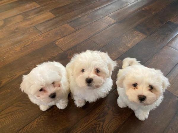 Image 4 of Three Maltese Female Puppies