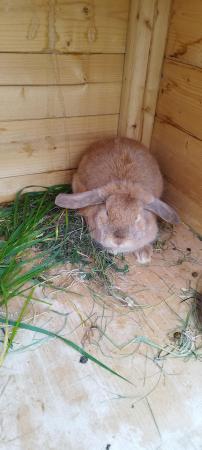 Image 3 of 8 month two Mini lop Female Rabbits