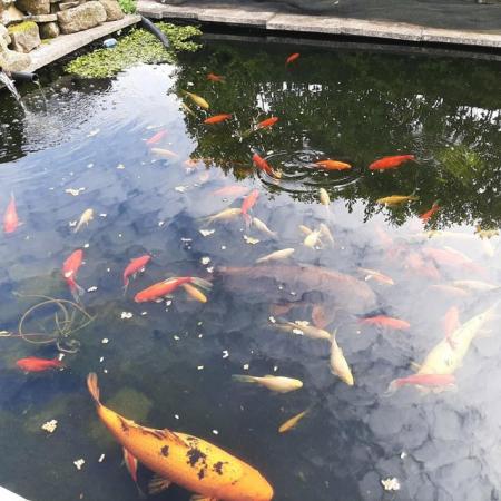 Image 3 of Koi and goldfish for sale