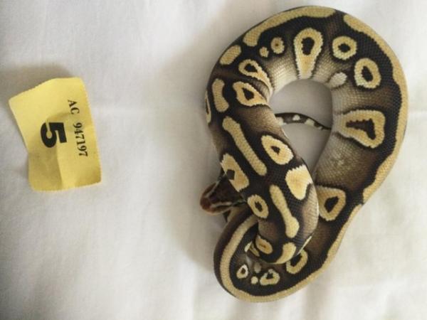 Image 7 of Pastel Mojave het ghost baby python