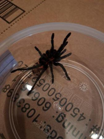 Image 5 of 6x tarantulas. Includes adult females and juvies