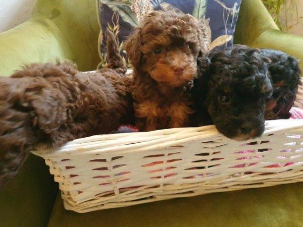 Image 16 of kc reg tiny chocolate toy poodle for stud only
