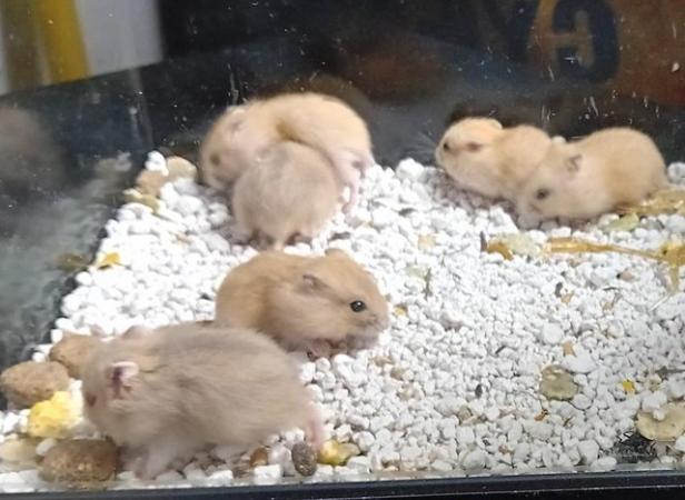 Image 9 of Baby Campbell's Hamsters
