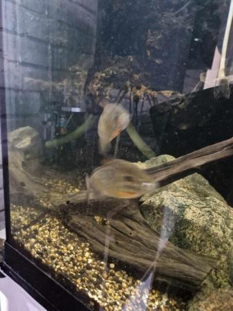 Image 1 of Warm water fish angels and mollys and angels have laid eggs.