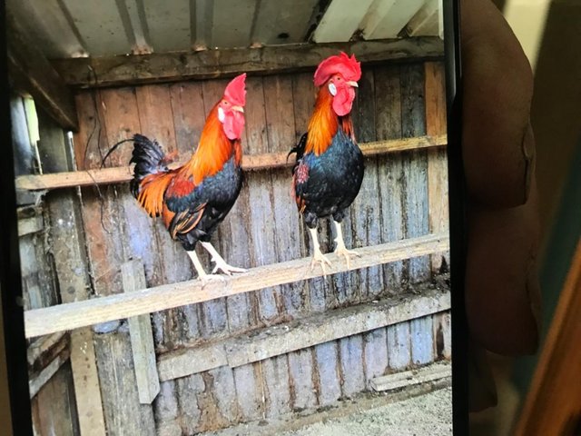 Preview of the first image of Brown Leghorn bantam cockerels.