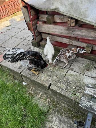 Image 1 of Exceptional Quality Shamo Chickens: Exclusive Sale
