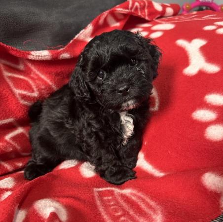 Image 3 of READY NOW! Beautiful 2 Shih poo boys