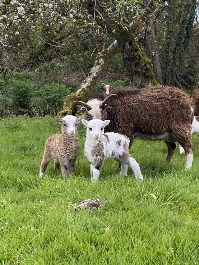 Preview of the first image of Beautiful Registered Soay Lambs.