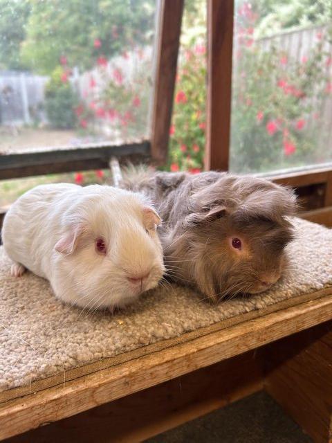 Sweet Baby Guinea Pig Boars - Self and Peruvian — photo 4 of 4