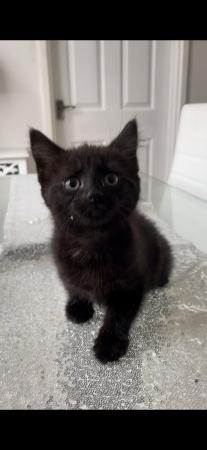 Image 12 of 1 female left , black kittens for sale