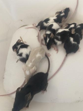 Image 1 of Various fancy mice looking for new homes from £2 each