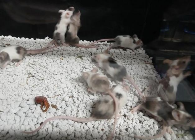 Image 6 of Baby Mice , Tri and mixed coloured