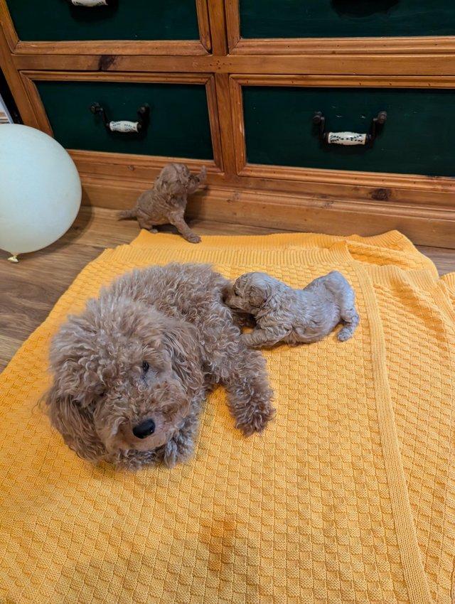 Preloved toy poodles for sale best sale