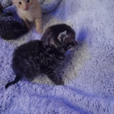 Image 6 of Kittens ready 23rd May ( Ginger now reserved !)