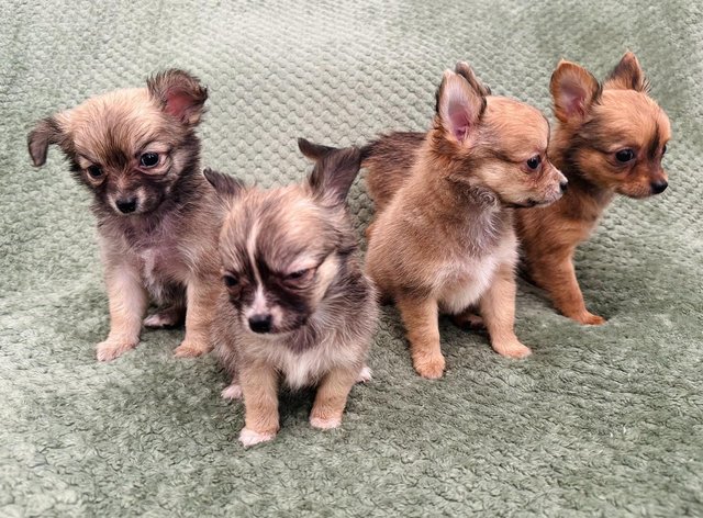 Preview of the first image of Gorgeous chihuahua puppies available.