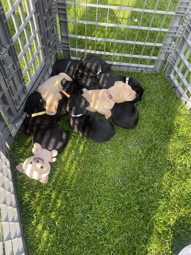 Preview of the first image of Beautiful Labrador puppies.