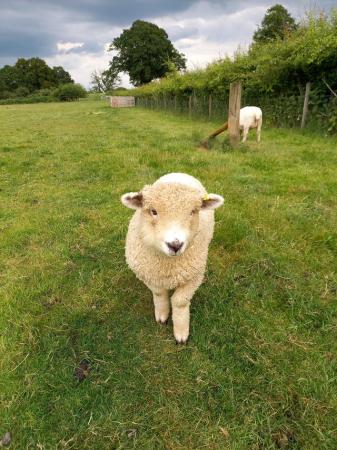 Image 5 of Ryeland coloured lambs for sale