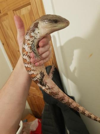 Image 2 of Adult male Blue tongue skink