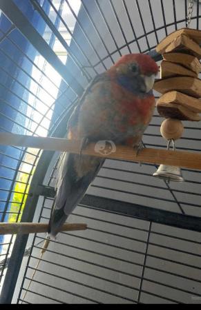 Image 1 of Rosella parrot with cage