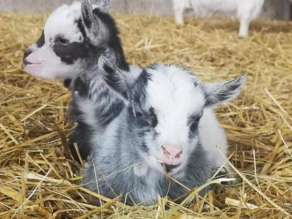 Image 4 of 2 gorgeous pygmy goat Wethers available to reserve