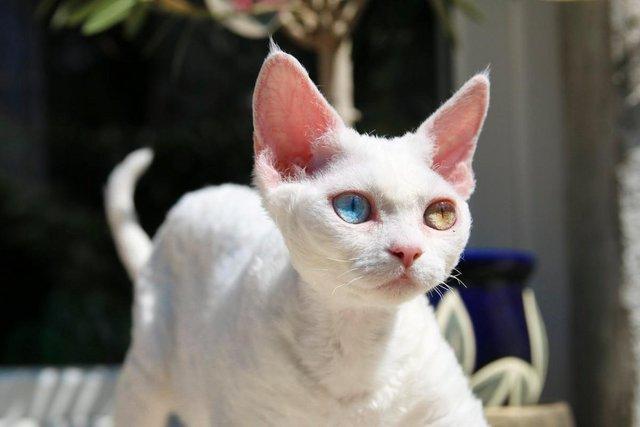 Image 16 of Devon Rex Candy boy for small home breeding