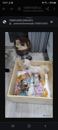 Image 2 of Kc reg shih tzu puppies for sale