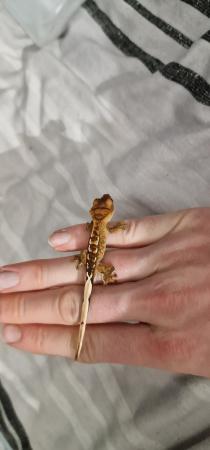 Image 4 of 5 month old Harlequin crested gecko