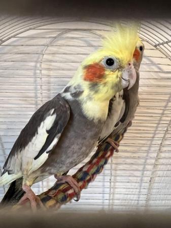 Image 10 of Quality Baby & Adult breeding cockatiels - Various Colours