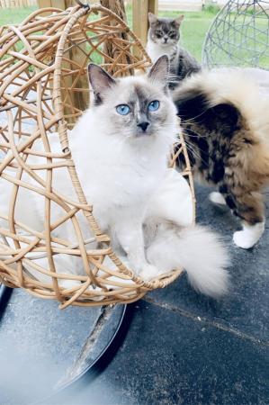Image 2 of Beautiful ragdoll kittens for sale