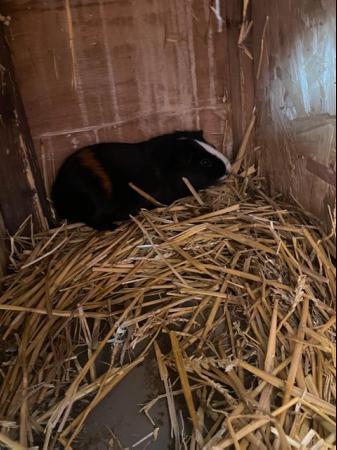 Image 7 of Two Cute Older Male Guinea Pigs - Black & White